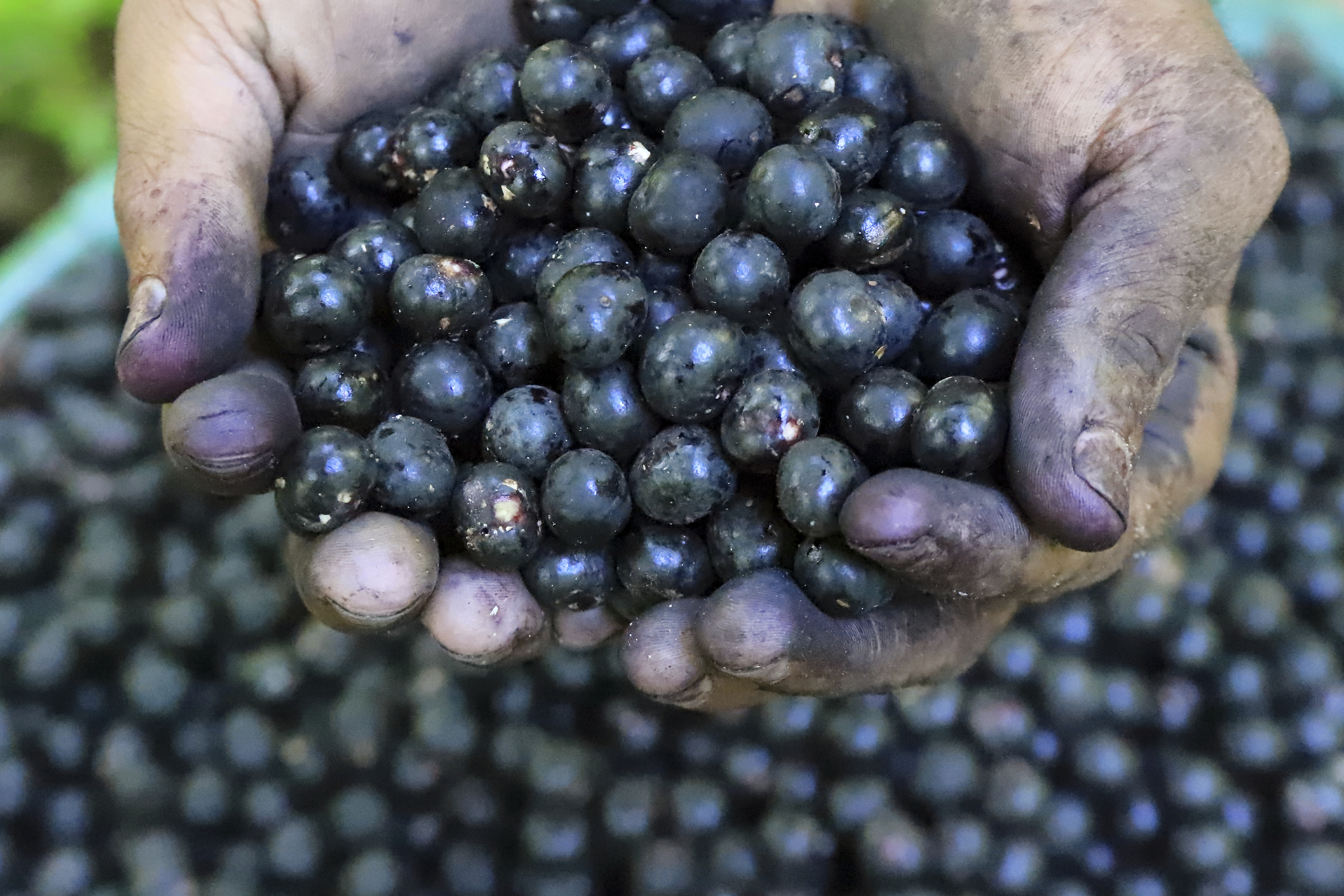 Açai berry producers are concerned as Trump imposes tariffs on Brazil's exports