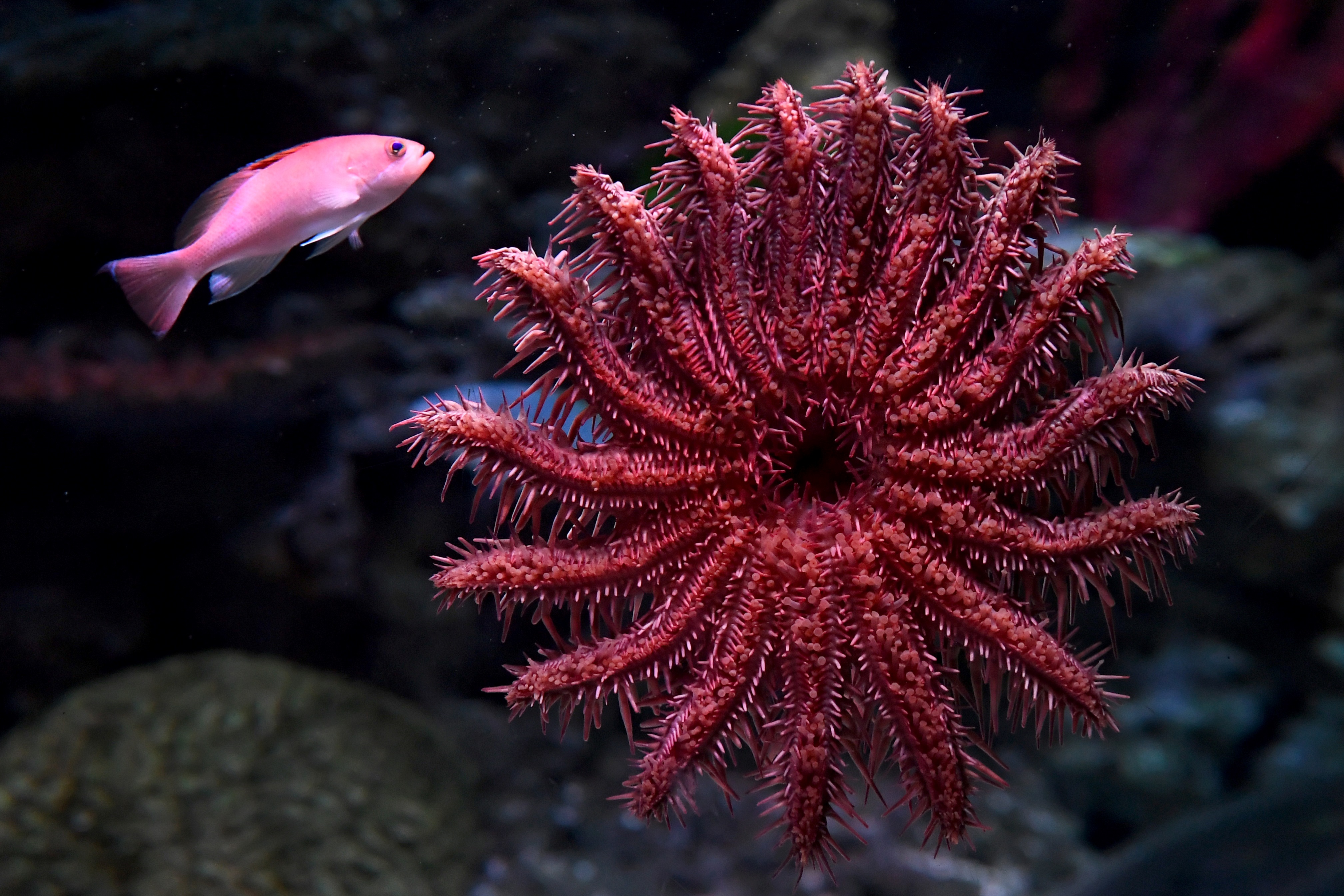 Scientists solved mystery of what killed billions sea stars – NBC