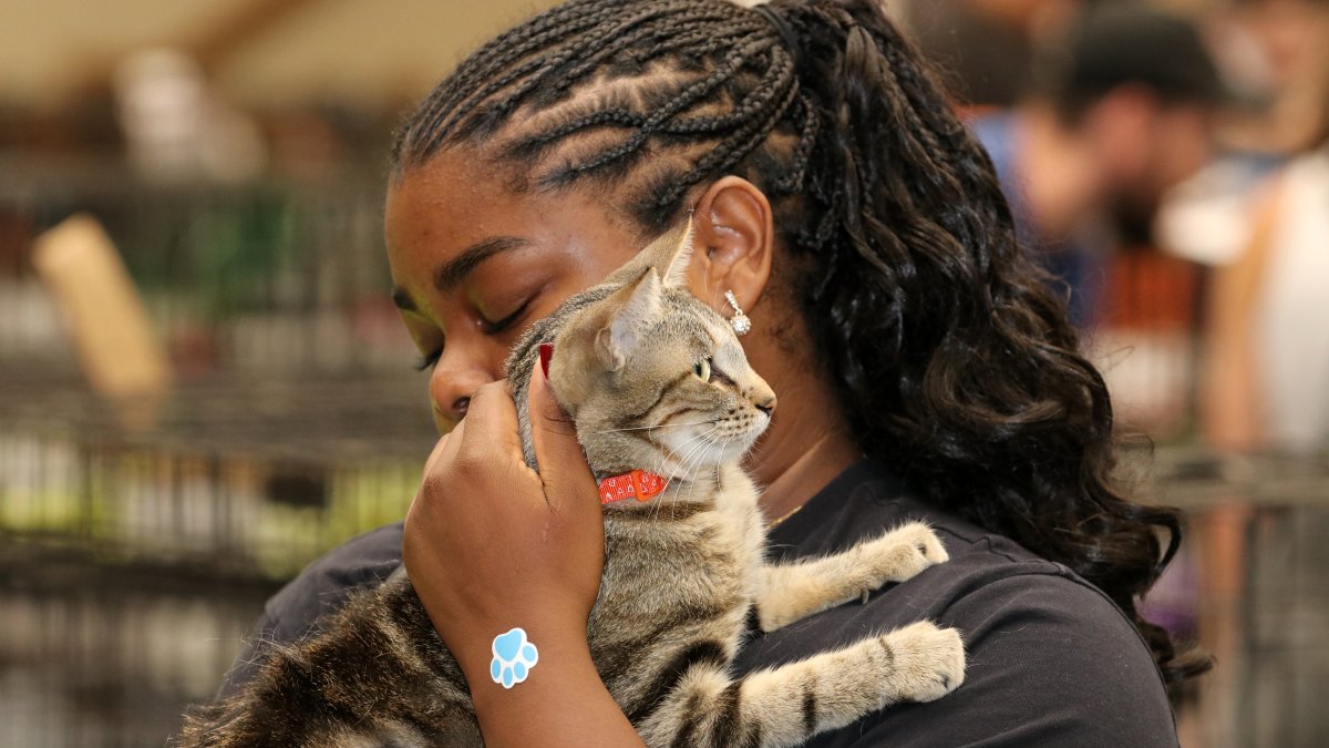 Adopting pets and creating connections at Clear the Shelters – NBC 5 ...