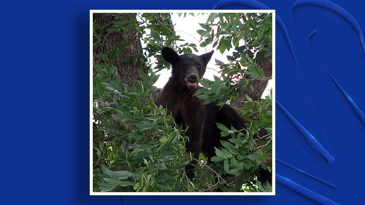 Wildlife officials confirm East Texas black bear sightings – NBC 5 ...