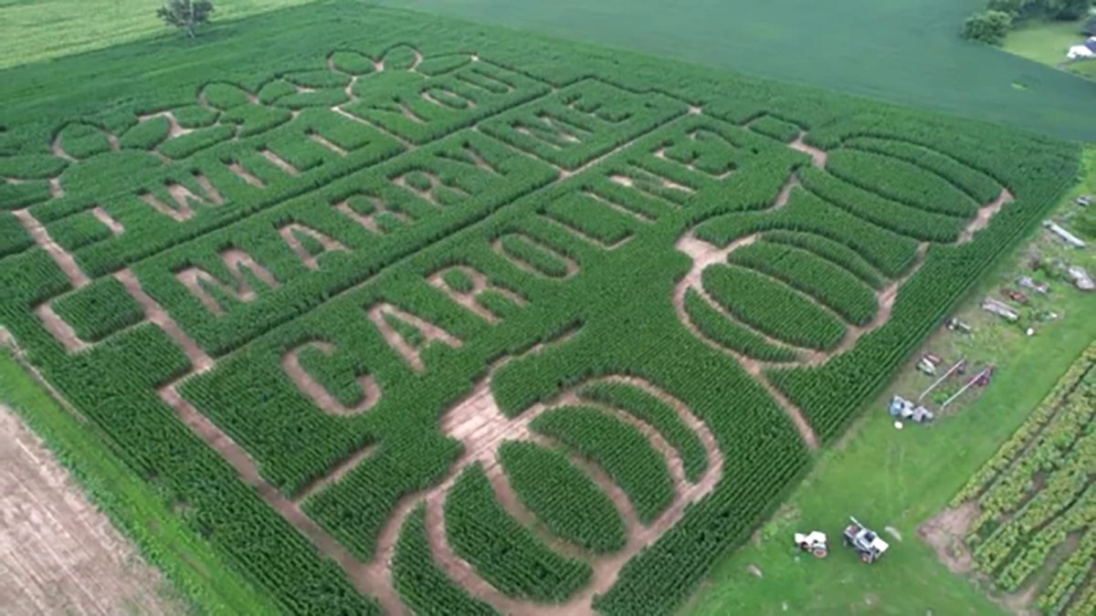 Think wedding proposals are corny? Wait till you see this one – NBC 5 ...