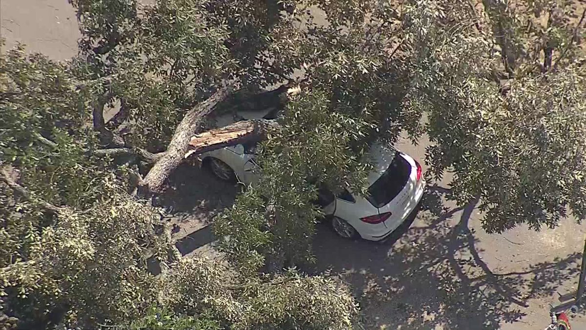 Tree falls on SUV injuring driver in Dallas – NBC 5 Dallas-Fort Worth