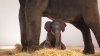 Fort Worth Zoo debuts first Asian elephant calf since 2013