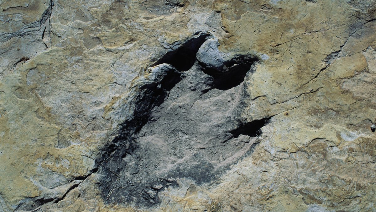 Scientists discover new dinosaur from Argentina with crocodile bone in its mouth