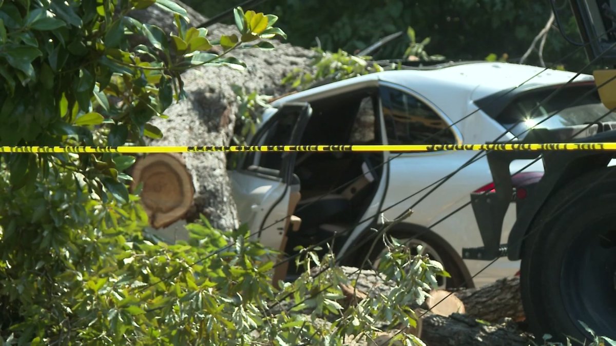 Texas mom sues after tree falls on SUV leaving her paralyzed – NBC 5 ...