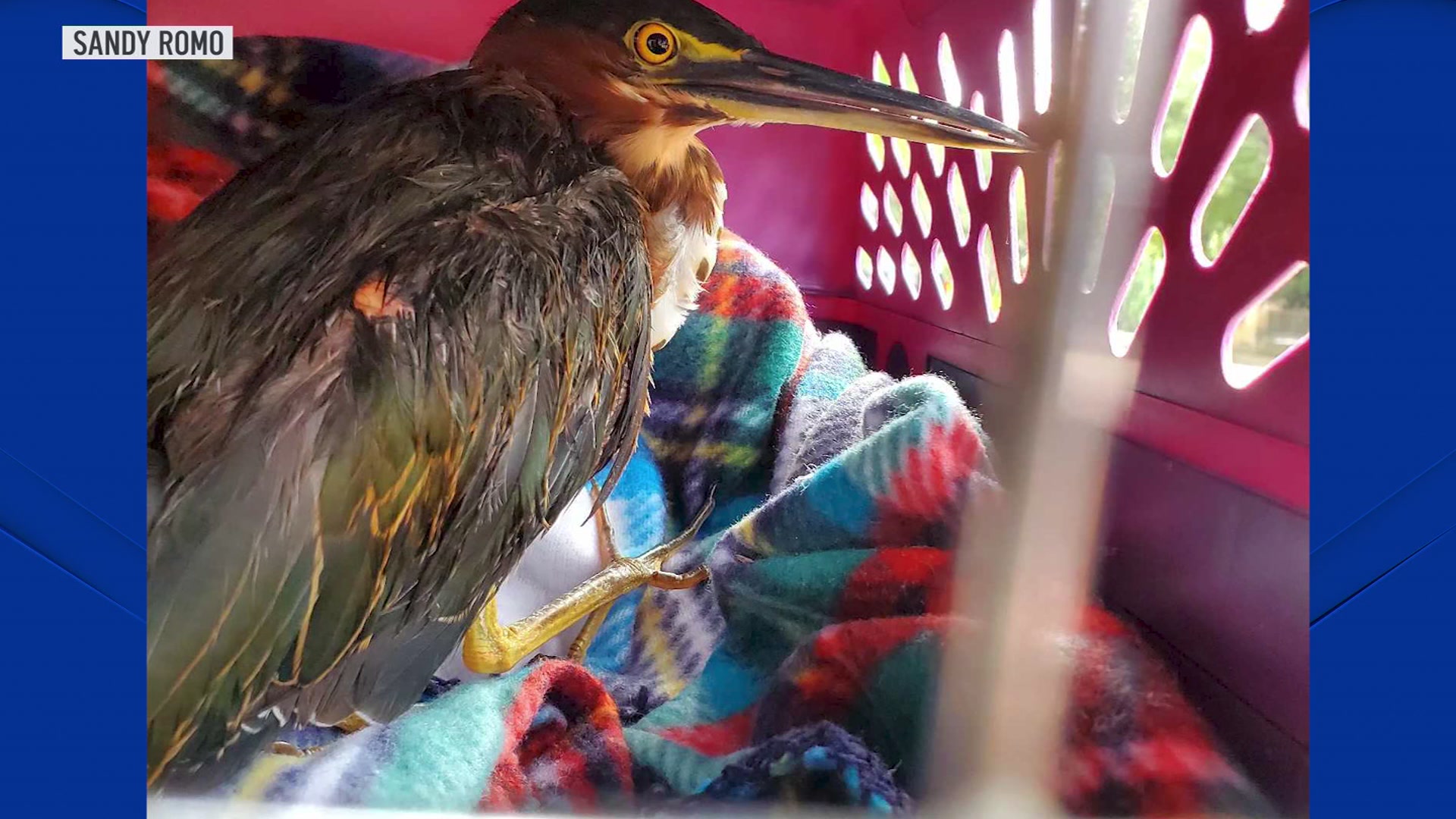 rescued heron in a plastic kennel
