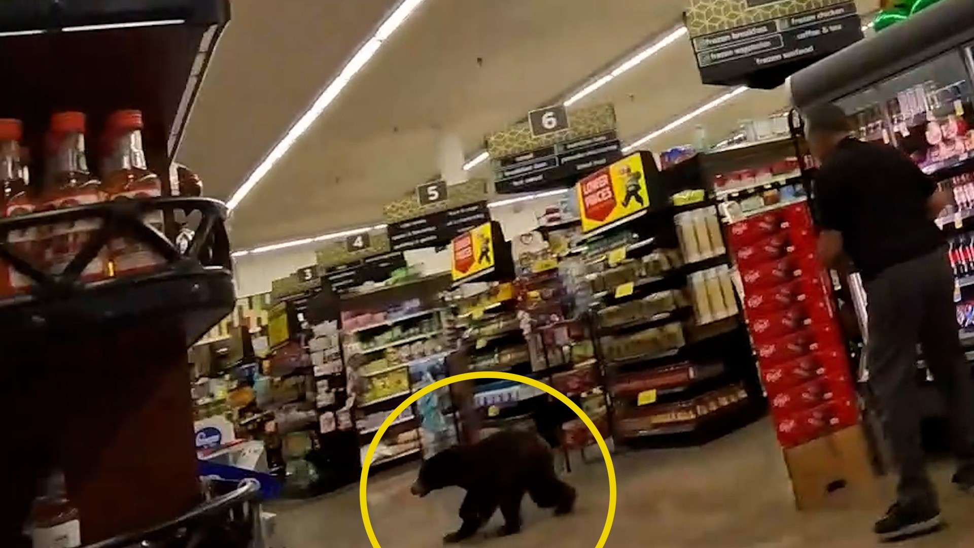 Watch: Bear scampers through grocery store in Arizona