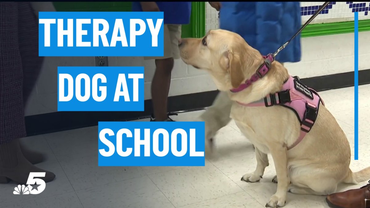 Dallas ISD therapy dog helps students manage anxiety and stress – NBC 5 ...