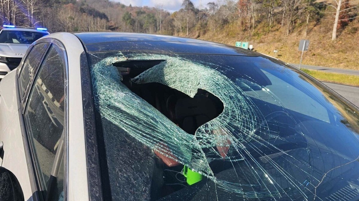 North Carolina driver tells 911: ‘I just had a bald eagle drop a cat through my windshield'
