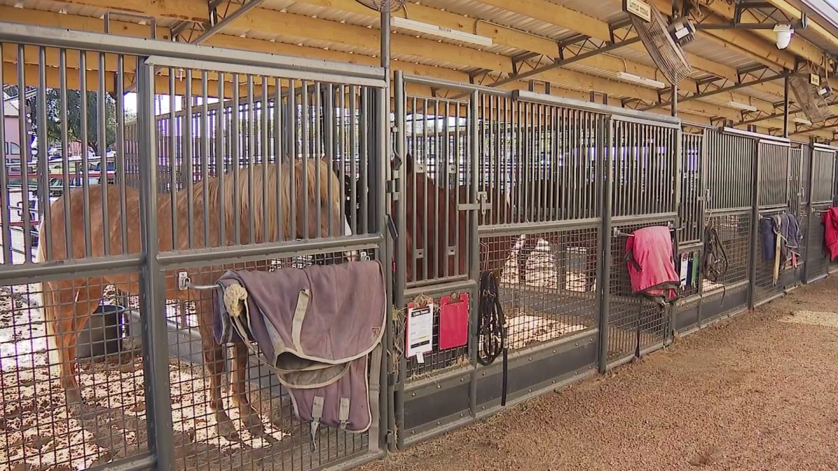Fort Worth Stockyards hit pause on horse events due to EHV-1 outbreak