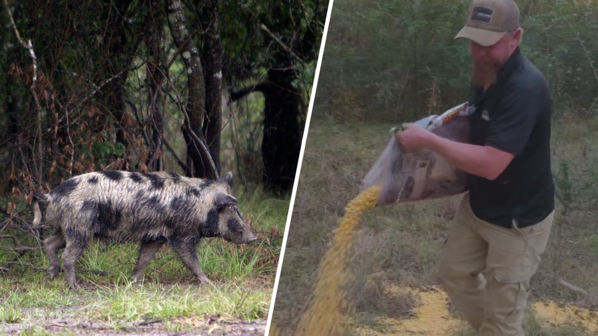 Feral hogs tear up Roanoke yards leading city to hire trappers