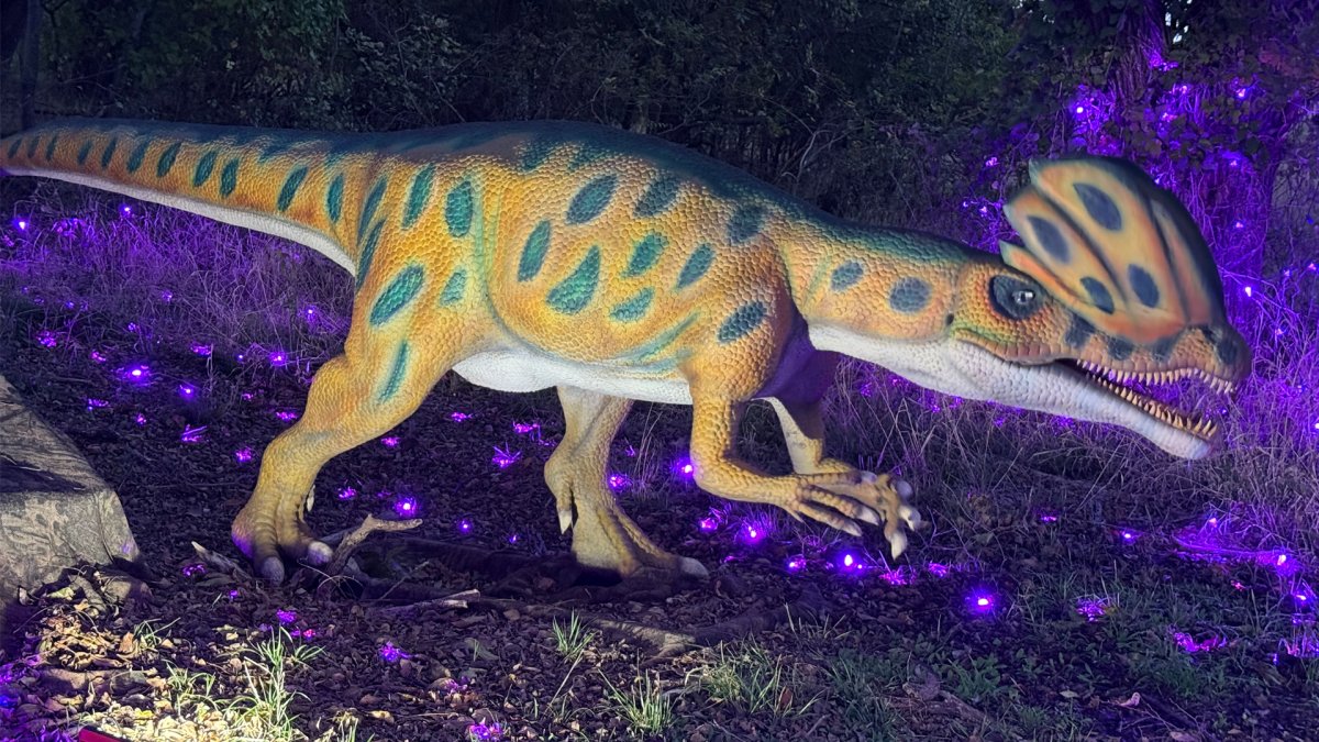 Experience a prehistoric holiday treat with Holidays at the Heard