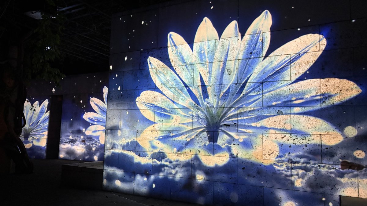 Dallas Arboretum adds ‘Night Glow' to its holiday festivities