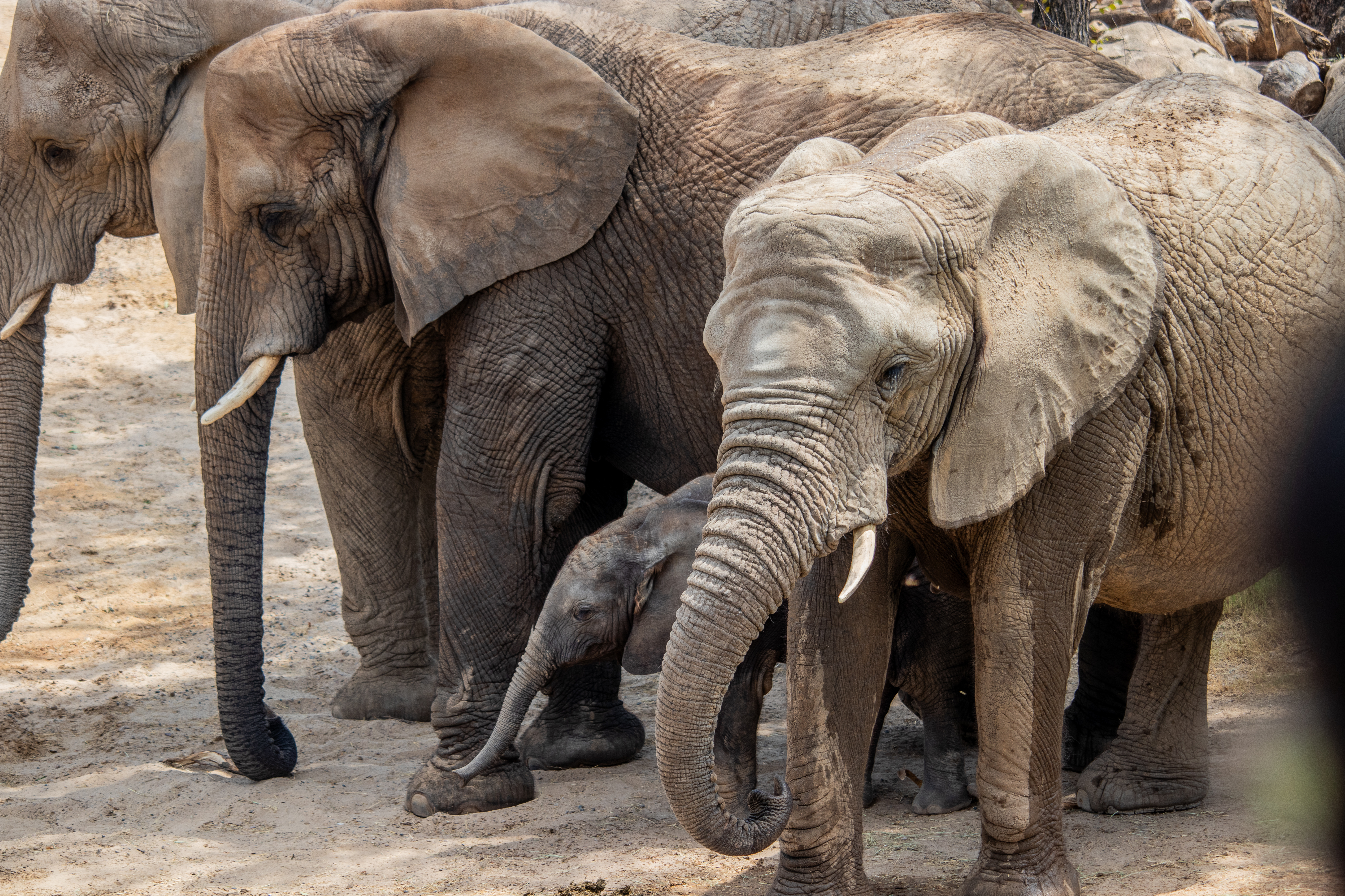 Dallas Zoo introduces ‘Zoo For All' program for families using SNAP, WIC