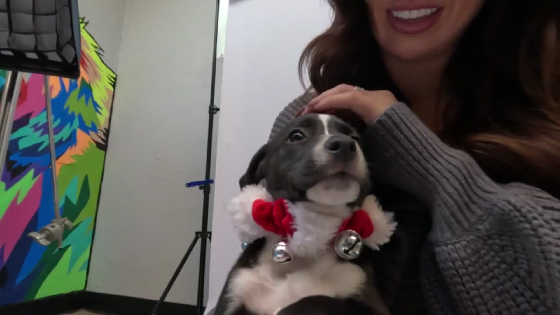 Humane Society of North Texas hosts adoption event in Fort Worth