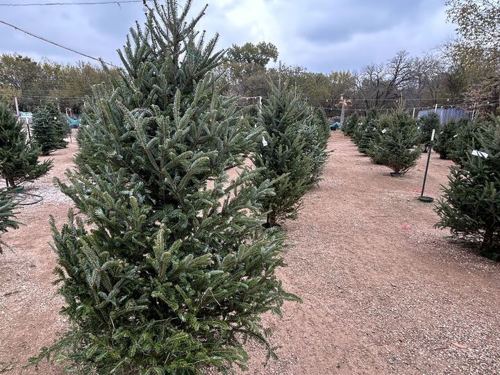 What you need to know about Christmas tree recycling in Dallas