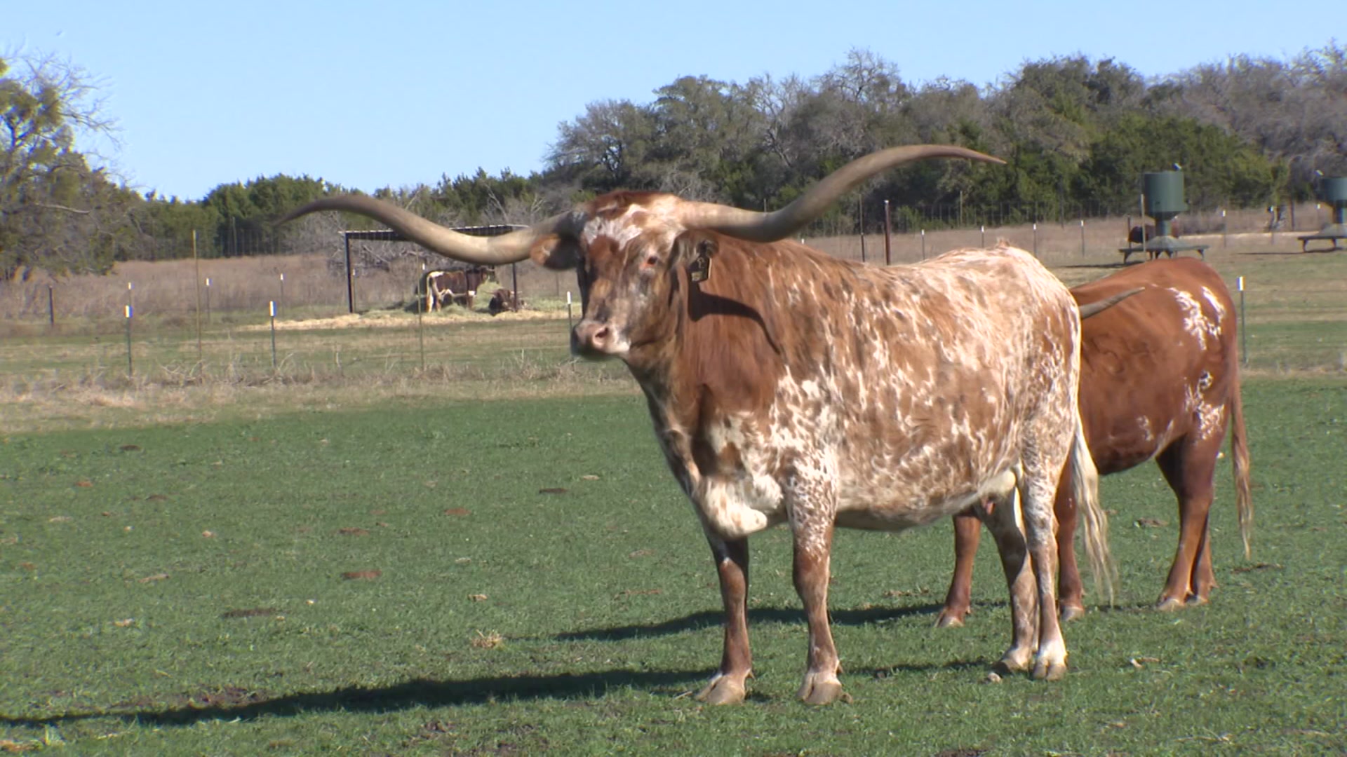 Nonprofit pushing for museum to tell Texas Longhorn and cattle drive history