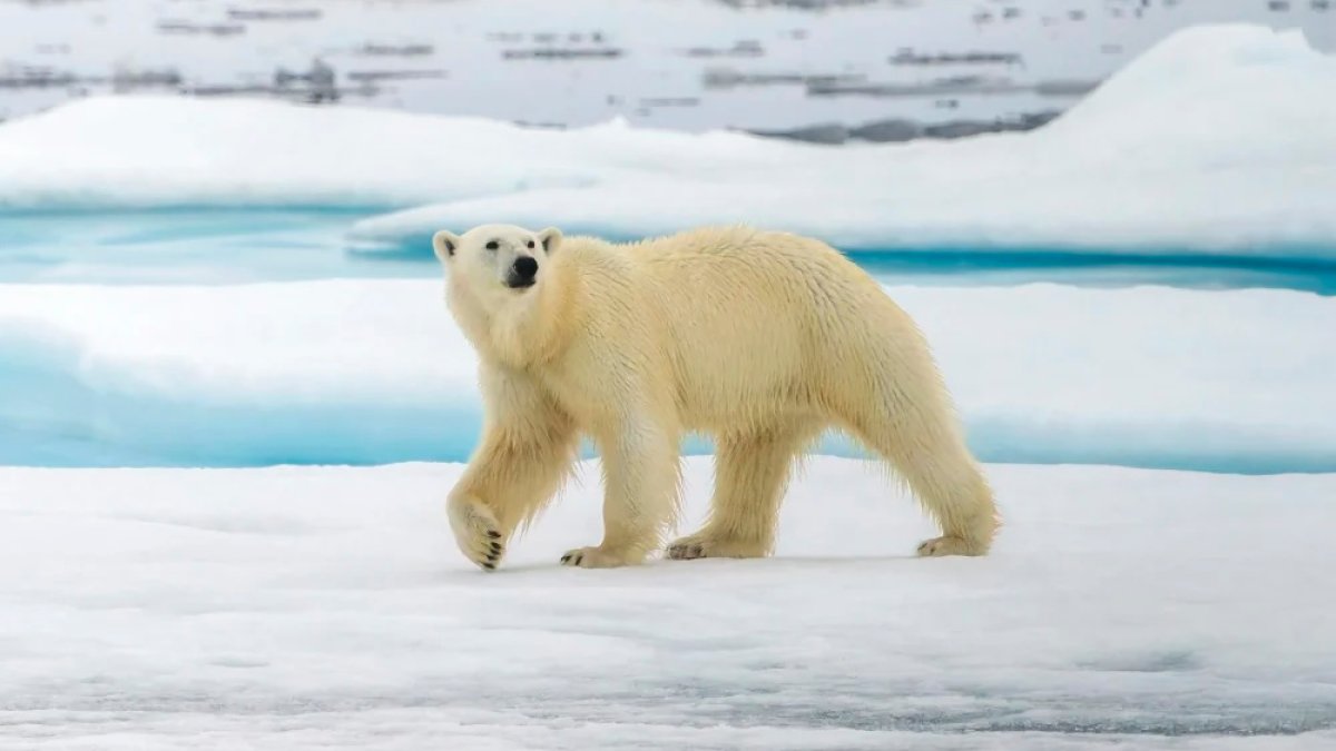 Polar bears are rewiring their own genetics to survive a warming climate