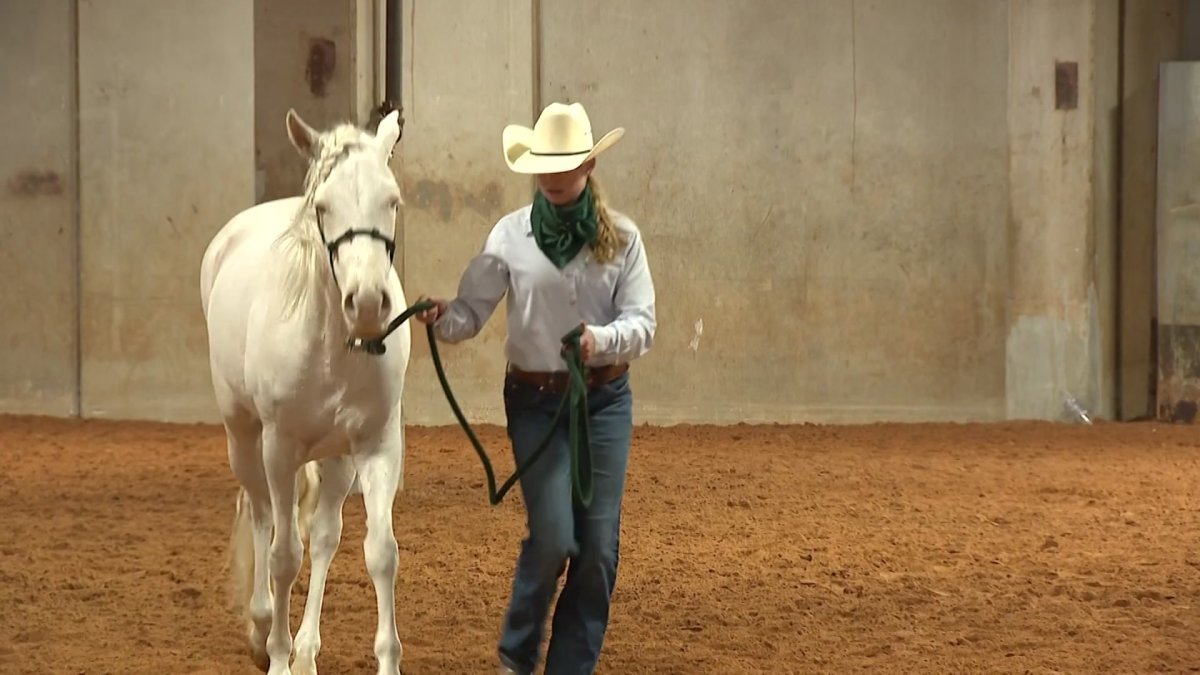 Mustang Magic at FWSSR helps spread awareness and find homes for the horse breed