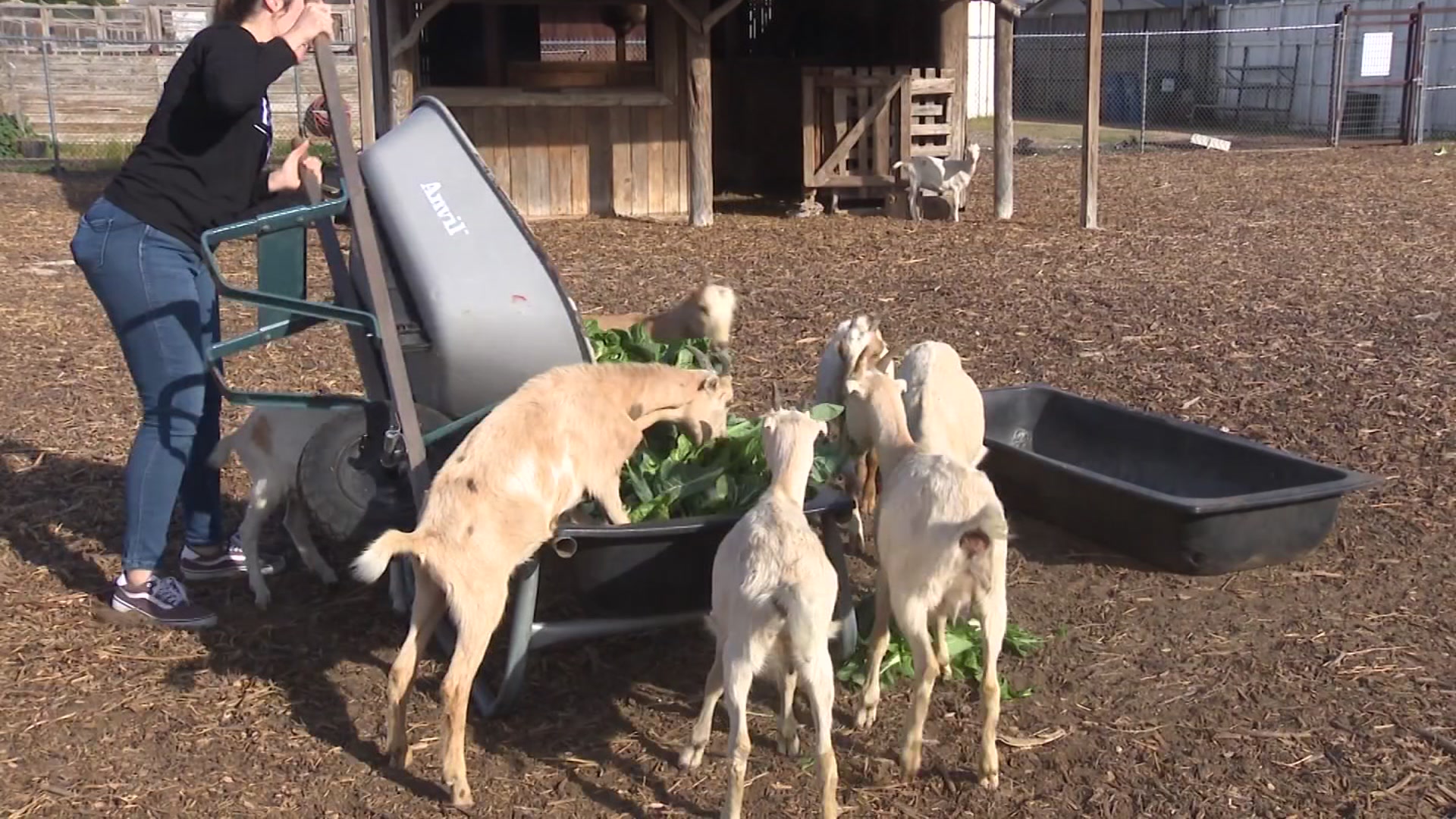 nbcdfw.com - Noelle Walker - Bonton Farms no longer taking dry Christmas tree donations for goats