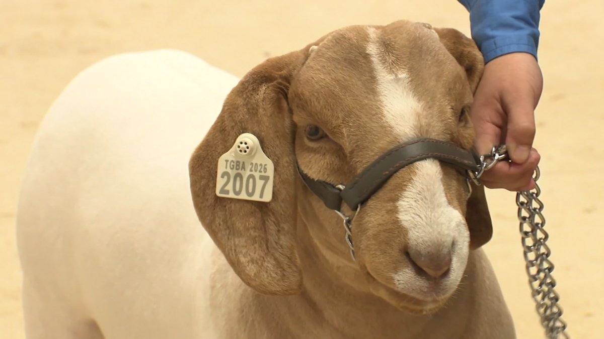 Wether Goats take center arena at Fort Worth Stock Show & Rodeo