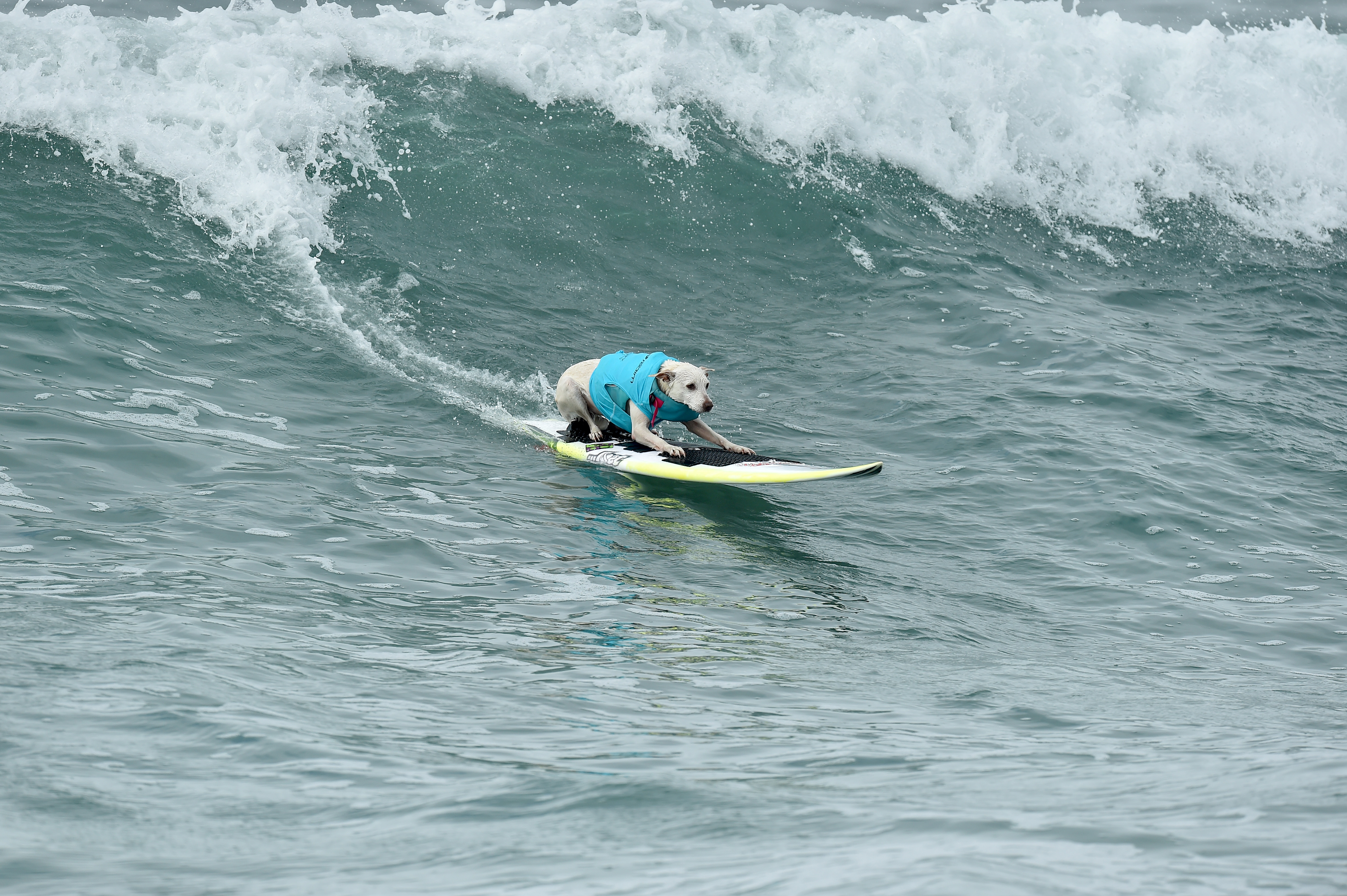 Sugar the Surfing Dog, first canine inducted into Surfer's Hall of Fame, dies