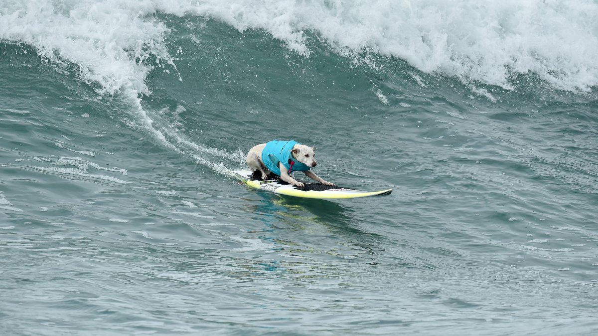 Sugar the Surfing Dog, first canine inducted into Surfer's Hall of Fame, dies