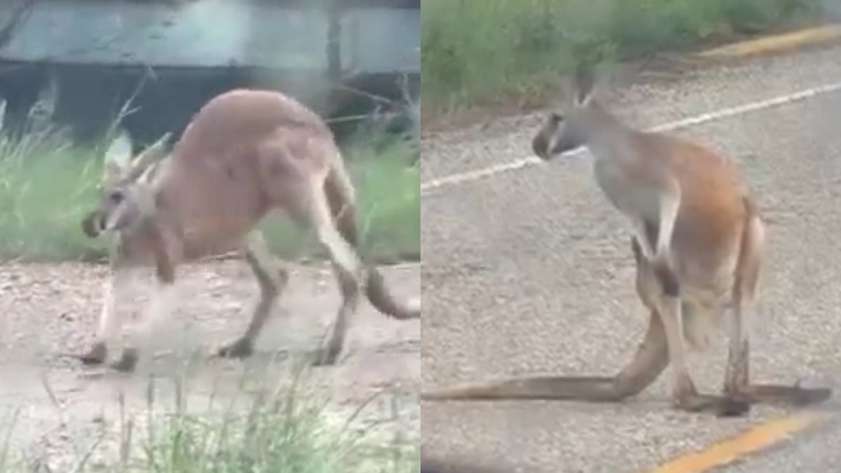 Kangaroo spotted hopping along North Texas highway keeps stranded driver company