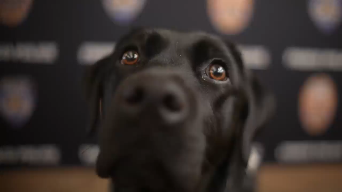 K-9s trained in electronic storage scent detection are on duty