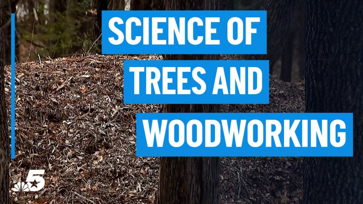 Students learn about the science of trees and woodworking
