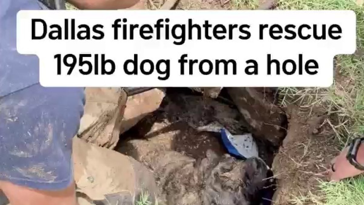Dallas firefighters rescue 195lb dog from a hole