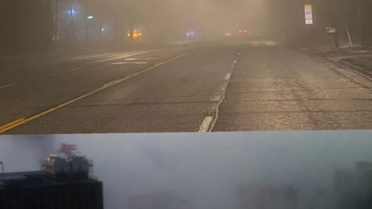 Is fog alive?