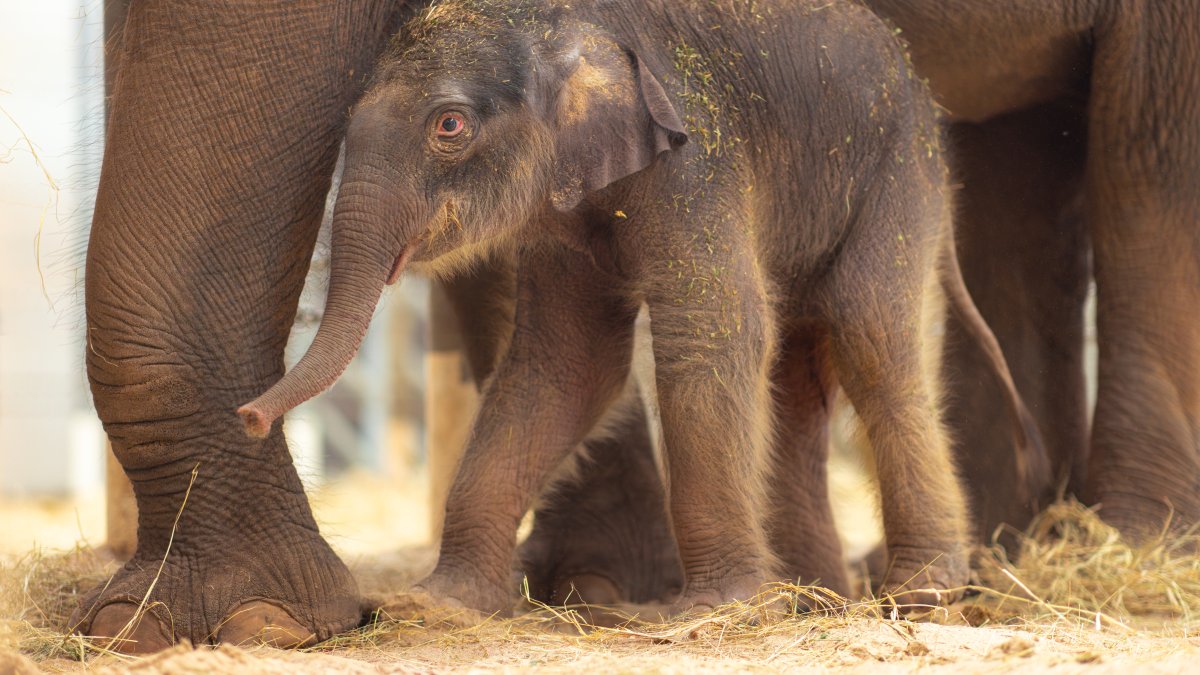 Meet Sam Houston, Fort Worth Zoo's largest elephant calf ever