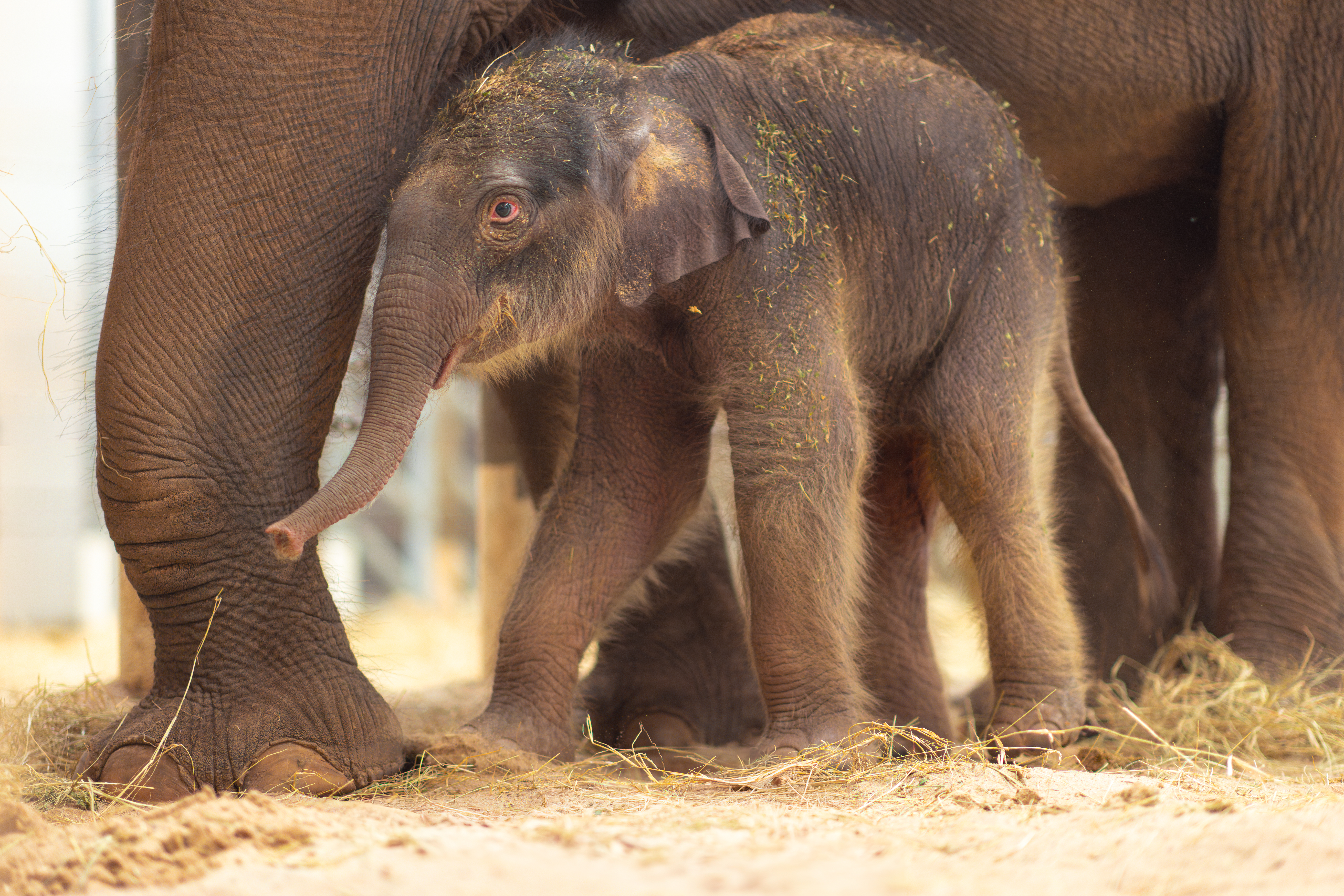Meet Sam Houston, Fort Worth Zoo's largest elephant calf ever