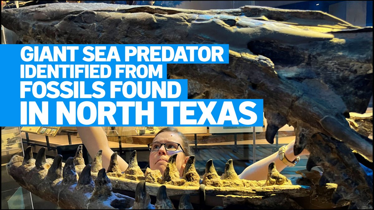 North Texas fossils reveal giant predator dubbed ‘T. rex of the sea'