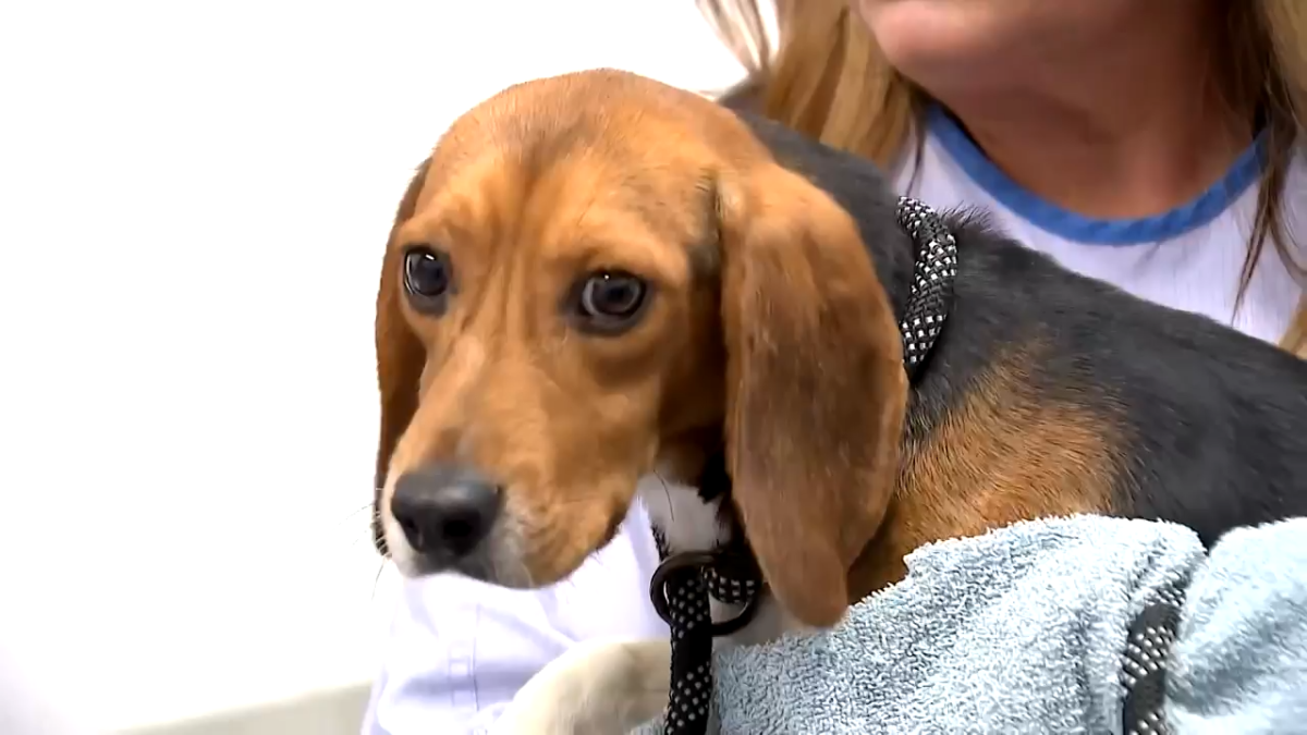1,500 beagles get new lives, warm laps after rescue from Wisconsin research facility