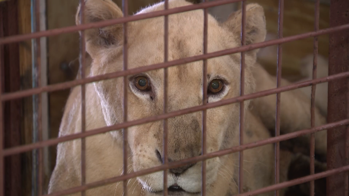White lioness sisters rescued from North Texas zoo begin recovery in Wylie