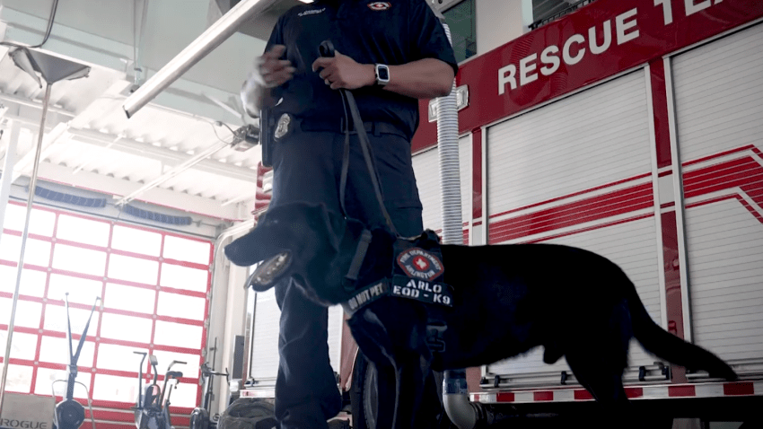 Image of Arlo, one of the “vapor wake” dogs — highly trained K-9s capable of detecting explosives not just in bags or objects, but on people moving through a crowd.
