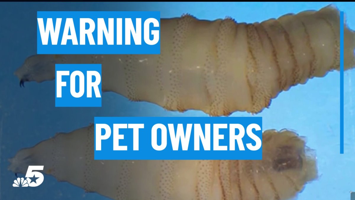 What pet owners should know after a rare screwworm case was found in a dog