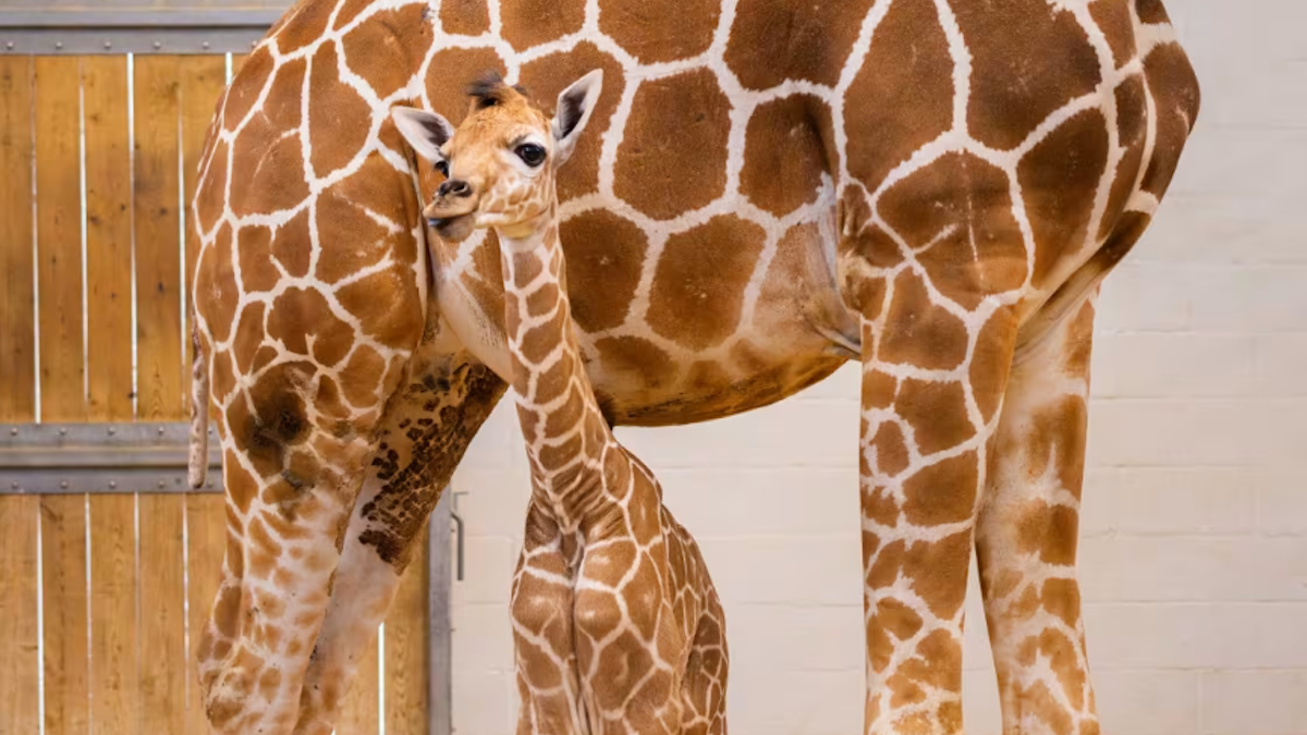 Help TODAY name baby girl giraffe newly born at the Fort Worth Zoo