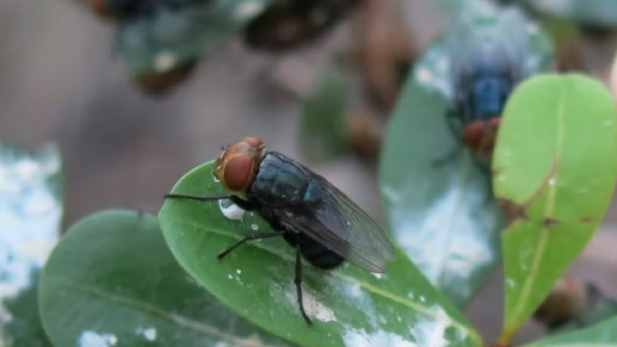 Texas lifts some screwworm restrictions as new zone is added