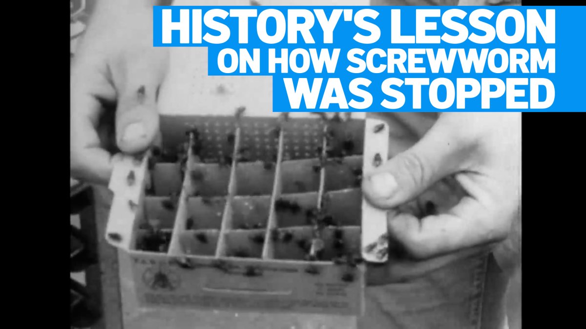 What history teaches us about the screwworm outbreak and how to fight it