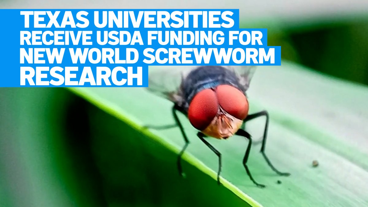 How Texas universities are helping detect and control the New World screwworm