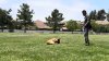 Dog trainer sentenced to nearly 12 years in prison after dogs die in hot van