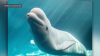 Beluga whales from failed Canadian Marineland to be re-homed in U.S. and Spain