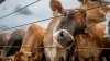 Trump announces plan to lower beef prices, but ranchers and some Republicans are already balking