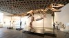 Mystery bidder buys T. rex nicknamed ‘Gus' for a record $50 million