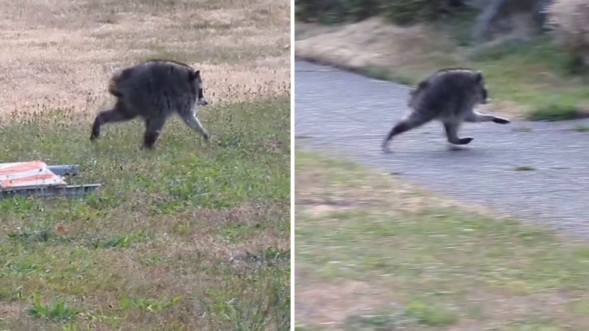 Jimothy the Raccoon receives honor from Washington governor