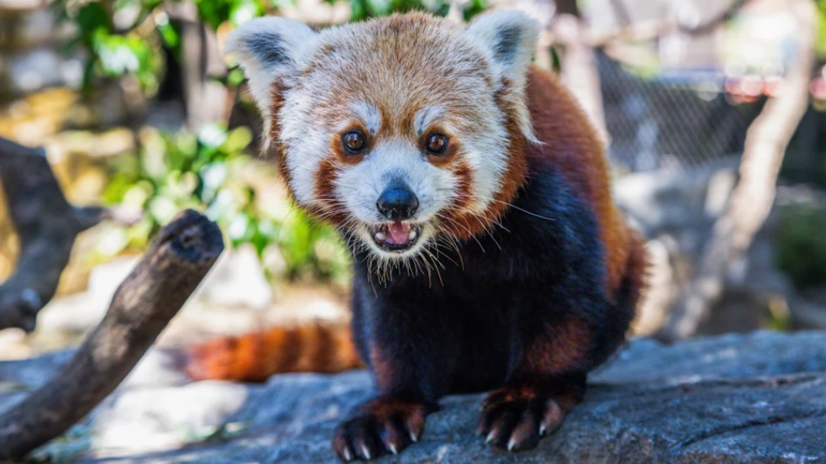 The second of two red panda cubs born at a California zoo dies