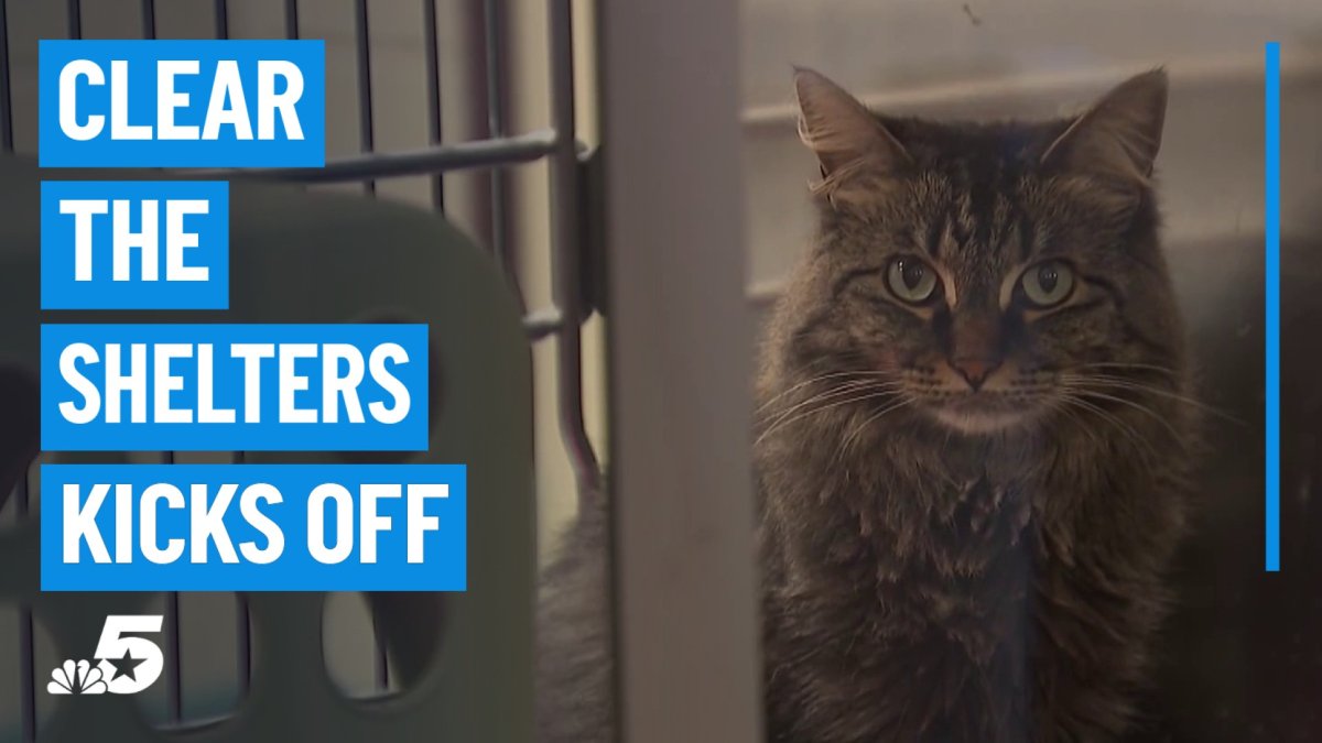 The importance of Clear The Shelters